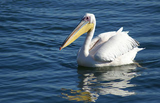 Pelican